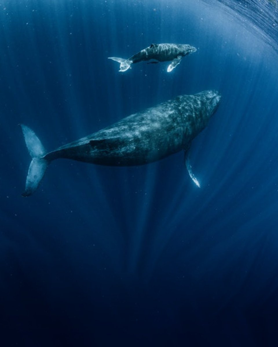 antoniomangia81's tweet photo. Protecting and preserving fish populations is essential for a sustainable future. Implementing responsible fishing practices, reducing pollution, and establishing marine protected areas are crucial steps.
#MarineConservation #SustainableFishing #OceanHealth #Biodivers https://t.co/FoMwjuyWxG
