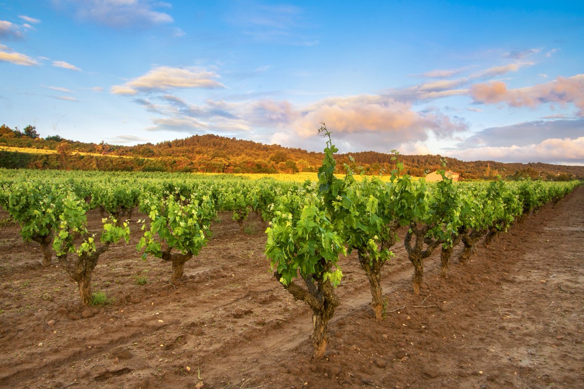 🇬🇧 Discover the wine route on the northern Costa Blanca 🍷😋🍷
🇪🇸 Descubra la ruta del vino en la Marina Alta - Costa Blanca 🍷
📌 INFO: experienciascostablanca.com/producto/la-ru…
#costablanca #winelover #spain #teulada #benissa #jalon #xaló #calpe