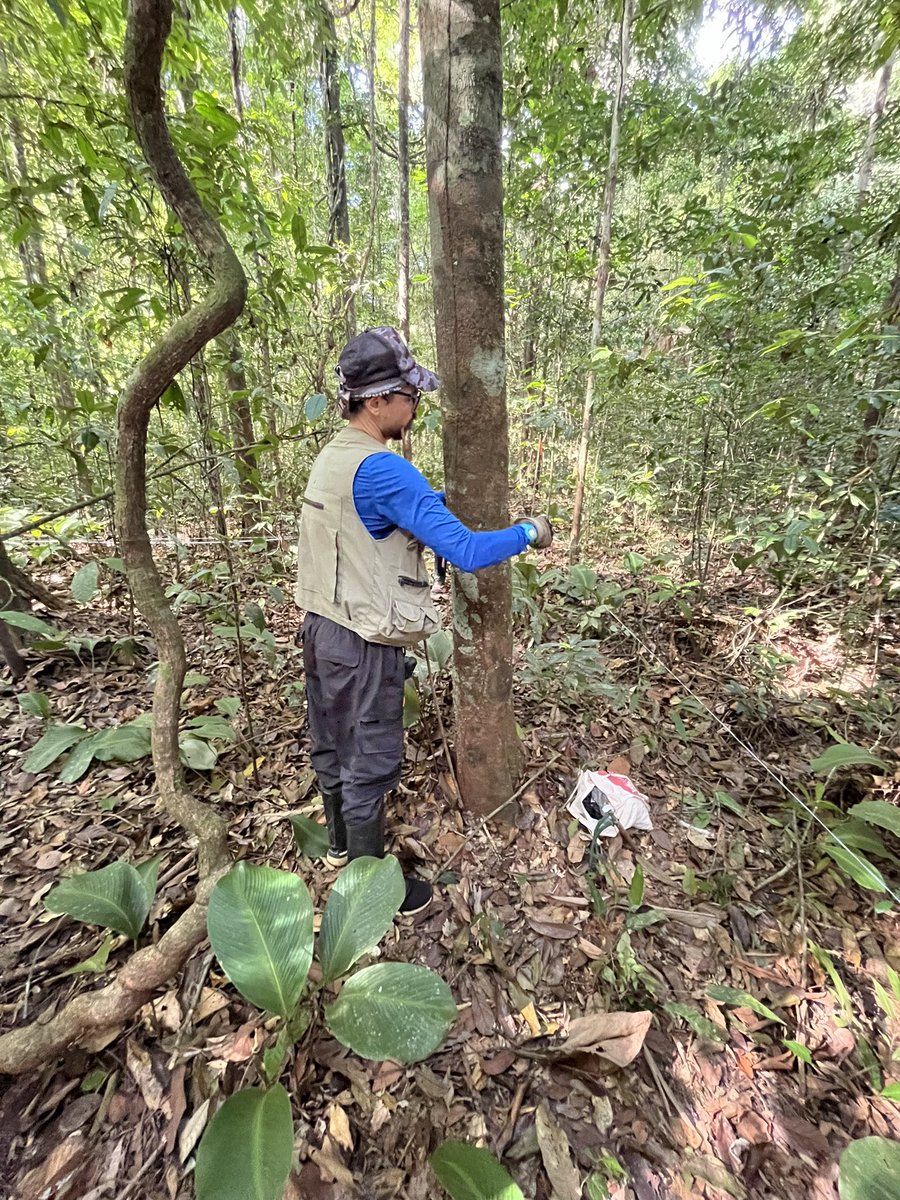 We kicked off the #UKRIFLF last week with establishing our long-term forest plots. We will monitor both vegetation and insects across Amazonia and the Pantropics.
🌳🌴🌳🌴🐞🐛🦟🪲🐜🦋🐝
#PPBio #WeAreUKRI #CienciaBrasileira