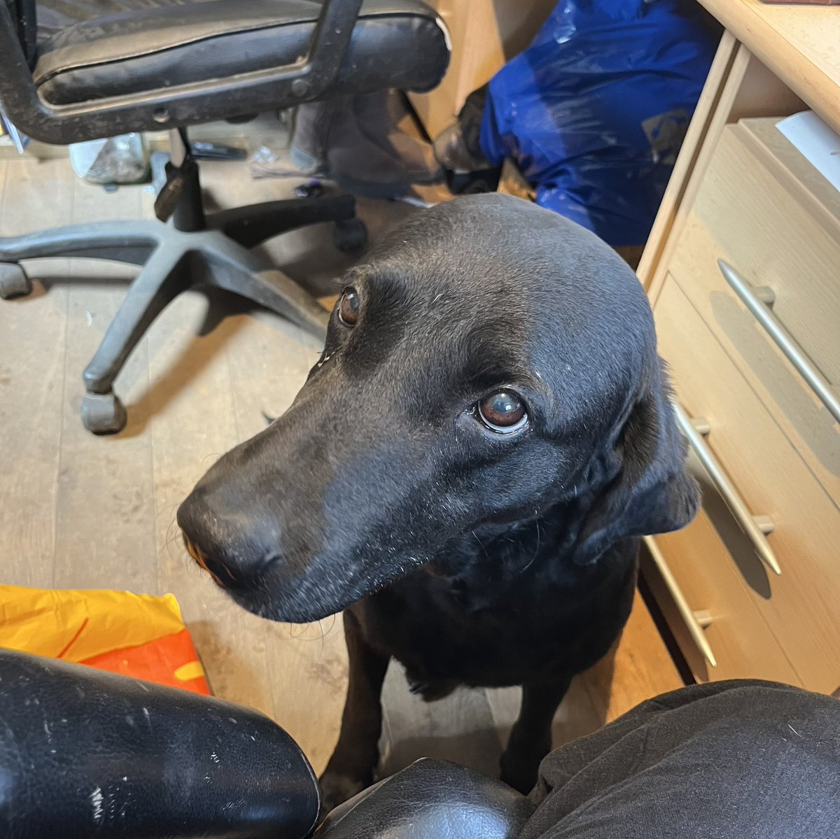 Mammabell15's tweet image. Extra pair of paws in client office today 🐾 🥰 this is Purdy and she’s a very good dog 💖😊
#traineeaccountant #itsadogslife #manypawsmakelightwork