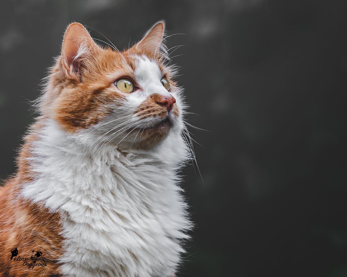 Jen 🐾 Animal Photographer tweet media