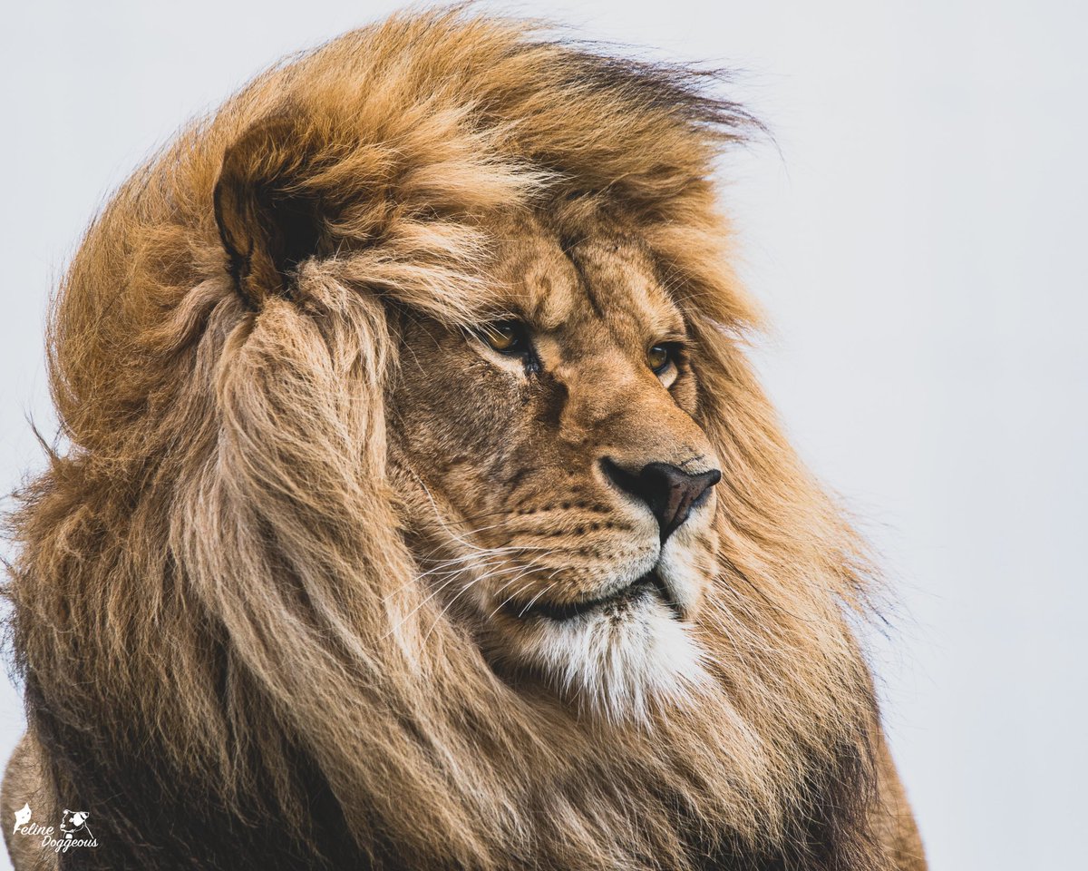 Jen 🐾 Animal Photographer tweet media