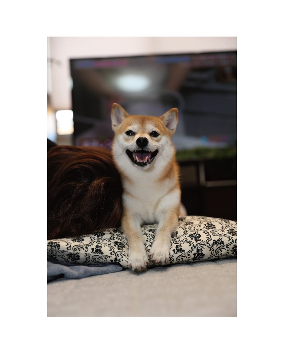 norimaruyo's tweet photo. 暑くてもここがBest Position😁
ベスポジ~🤣✨
#柴犬大好き #柴犬 #豆柴 #赤柴 #暑くても #bestposition #ベスポジ #Mameshiba #shibainu #shiba_snap https://t.co/s72oso1ruC