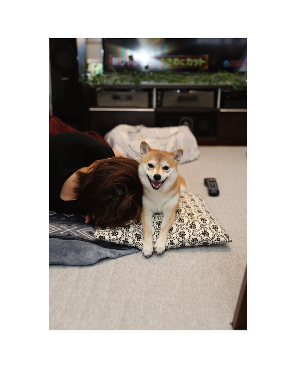 norimaruyo's tweet photo. 暑くてもここがBest Position😁
ベスポジ~🤣✨
#柴犬大好き #柴犬 #豆柴 #赤柴 #暑くても #bestposition #ベスポジ #Mameshiba #shibainu #shiba_snap https://t.co/s72oso1ruC