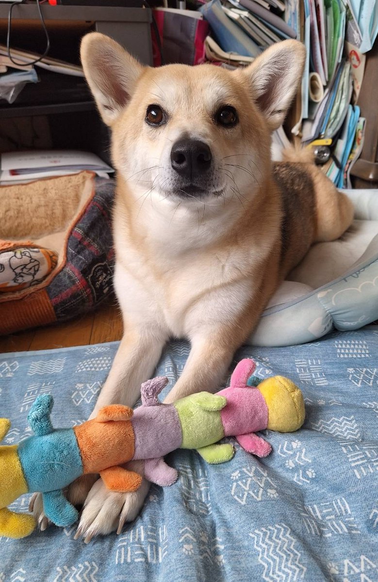 むぅ🔄むらん tweet media