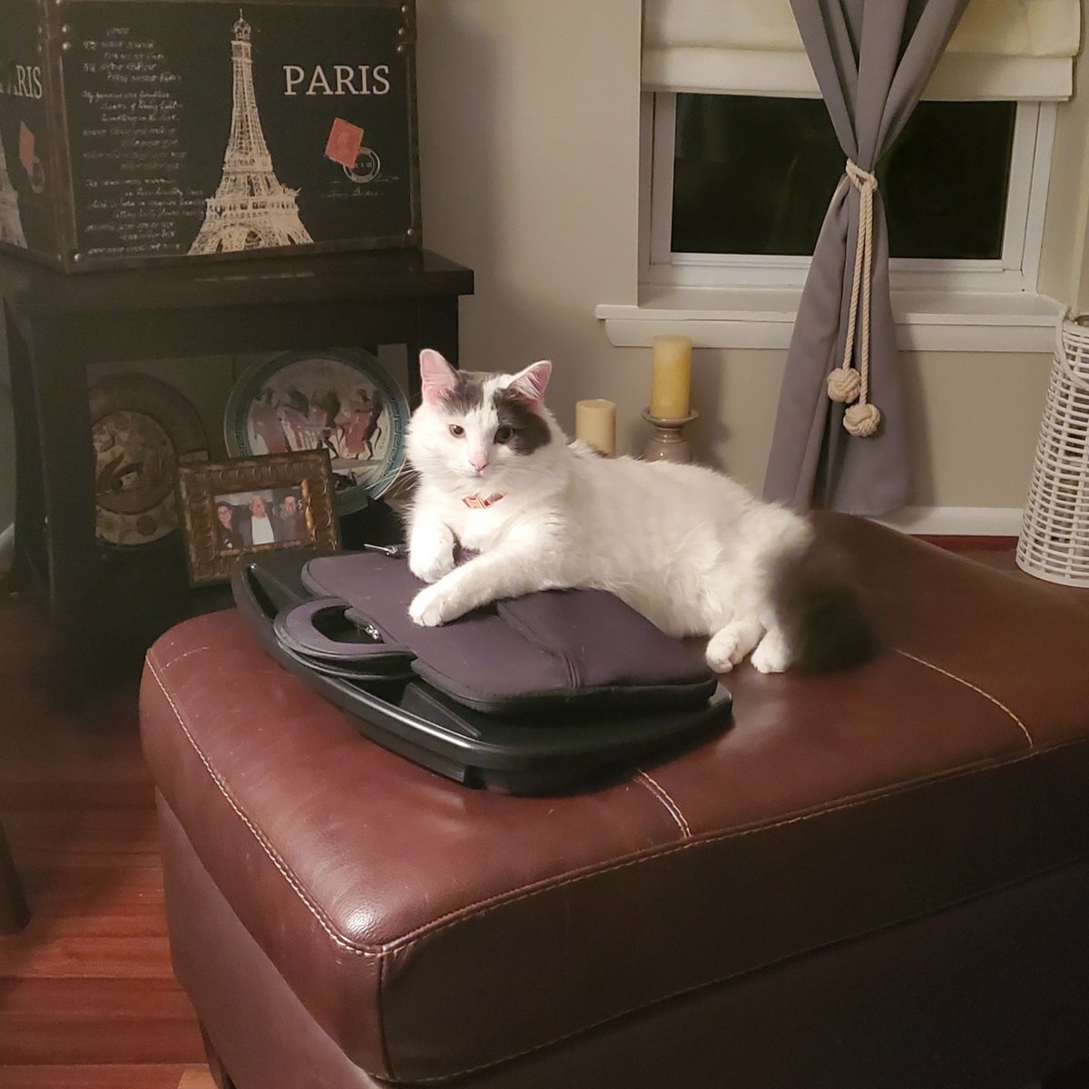 Someone is ready for work. Diane B. Robbins, CEO of Feline Shenanigans. 🤣