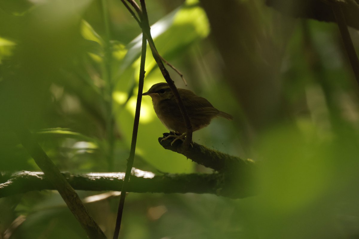 birdwatch_bgn's tweet photo. 山帰りの林道でパンク、ホイールまで破損。。
閉店間際駆け込んだお店にホイールの選択肢が無く無難が1番の愛車の見た目大丈夫か心配、、ピヨ！ https://t.co/vxK1o1lVCw