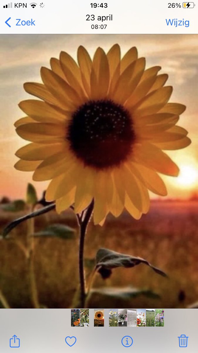 BijMeer's tweet photo. Goedemorgen, dag zonder zorgen! Zin om vandaag weer te genieten van al het moois dat ons platteland te bieden heeft? Wees van harte welkom! ☀️
Rustpunt Bloem, Bij en meer Megchelen #biodiversiteit #Achterhoek #Megchelen #SamenwerkingBoerMedeburger https://t.co/6RKnFfcQw4