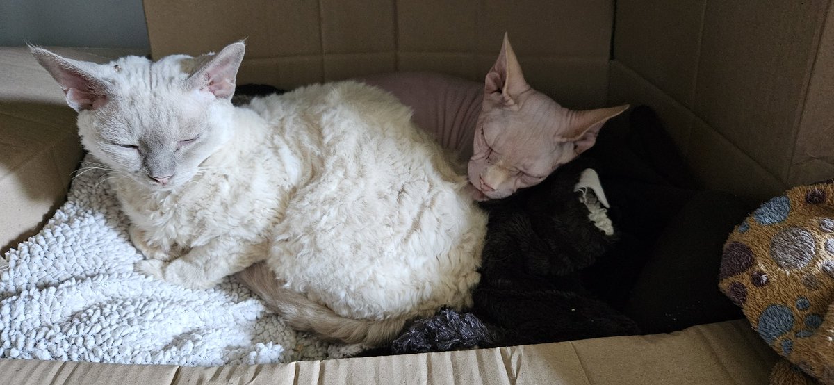 Nimoy 🌟, Okaye, Shishu & Iku tweet media