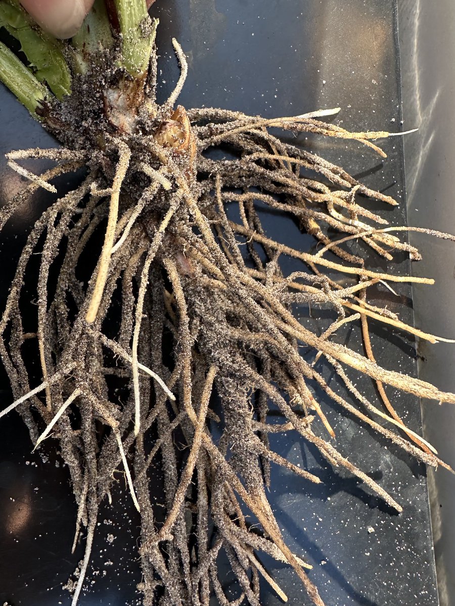 Kristen Perks (@krisperks04) on Twitter photo Thought lentils and faba beans were meant to nodulate??? 🤷🏼♀️ <a href="/PASE_Inc/">Pulse Asoociation of the South East</a> Thought lentils and faba beans were meant to nodulate??? 🤷🏼♀️ <a href="/PASE_Inc/">Pulse Asoociation of the South East</a>