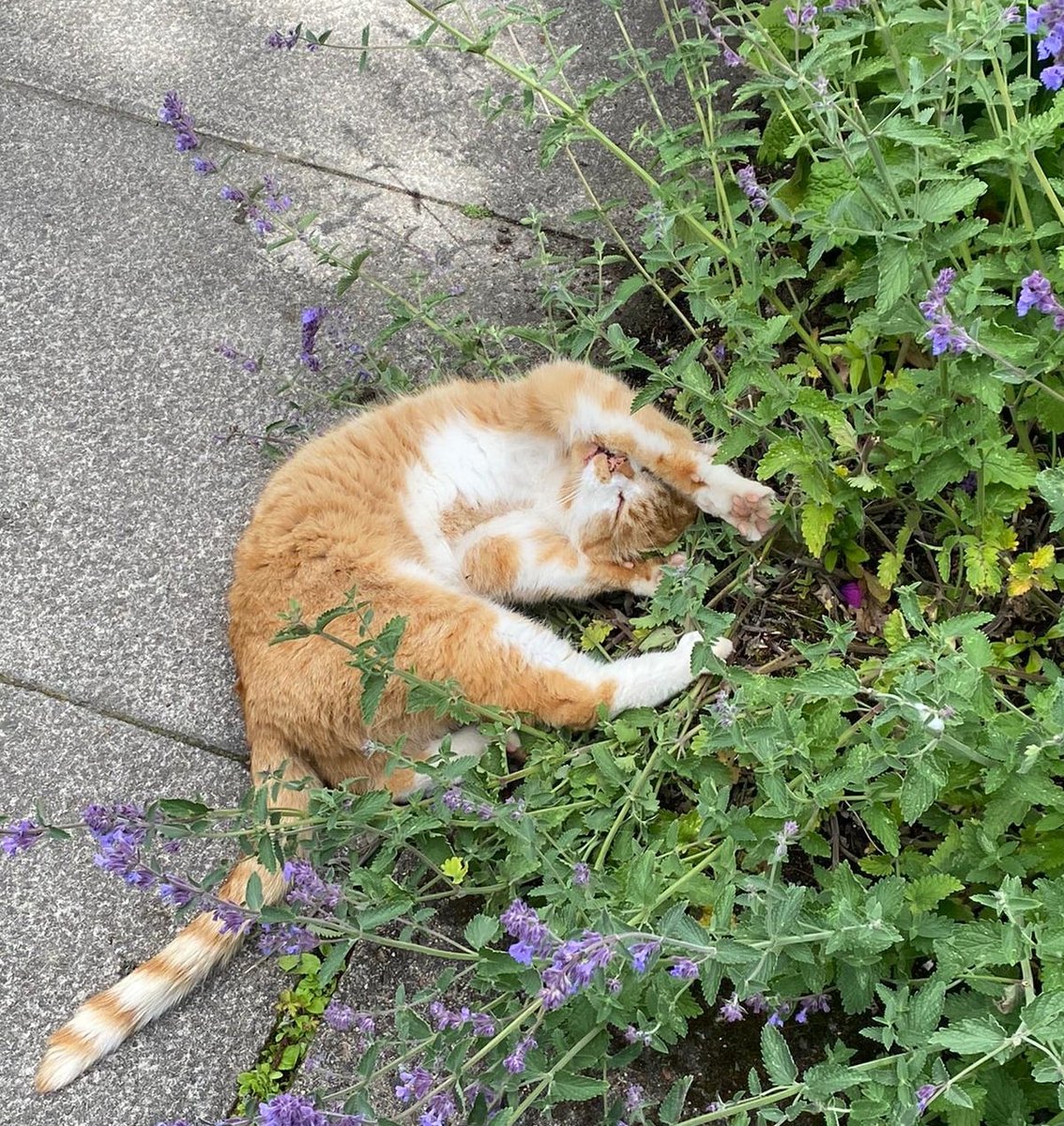 Happy #InternationalCatDay 🐈

Here's our fluffy friend George who frequently visits Inverness Botanic Gardens! 🌺

George loves to spend time hanging out at the GROW project as there are lots of people who can pay him plenty attention 🥰

<a href="/inthebotanics/">@INtheBotanics</a>