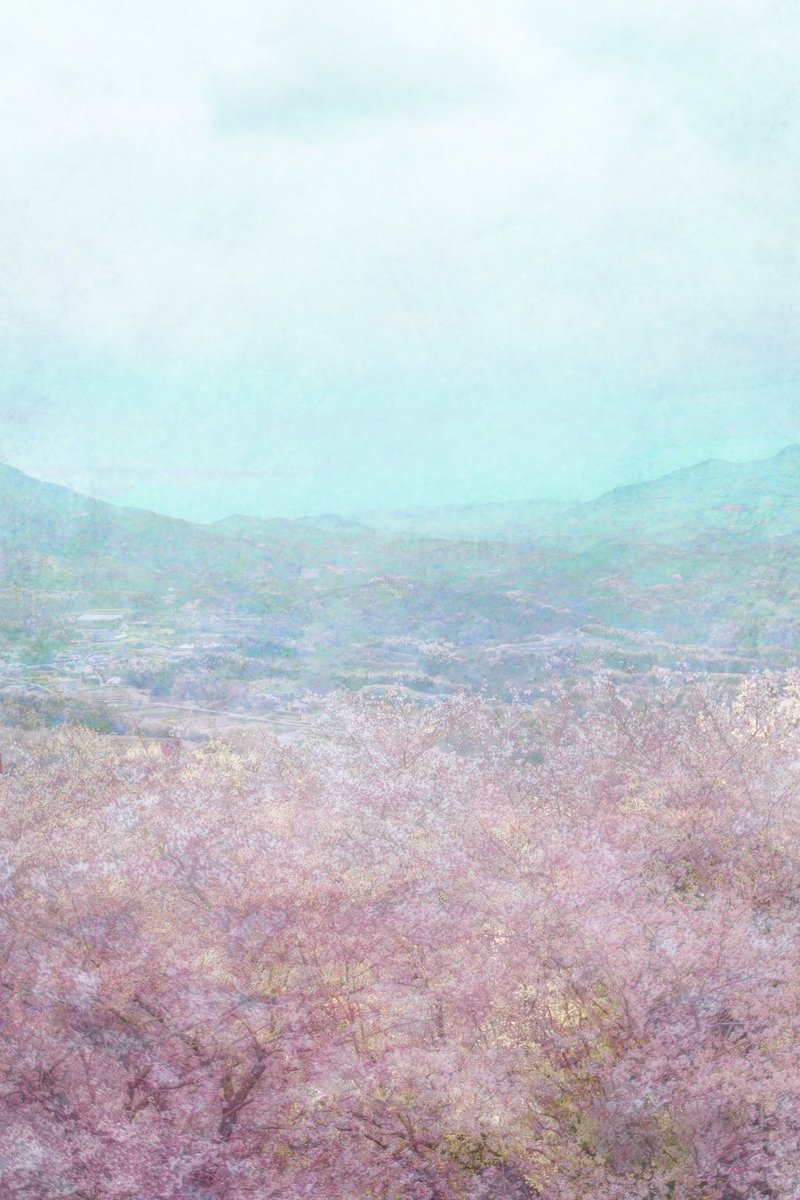 mainaito_art's tweet photo. Photograph of cherry blossoms, captured in last Spring, in Japan. 

The warm cherry blossoms with the icy blue mountain view. https://t.co/315QoiJGgL