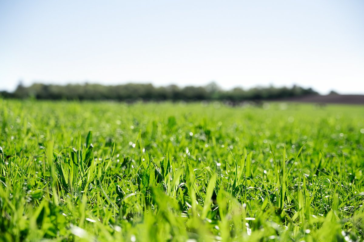 Kruidenrijk grasland en bemesting, hoe zit dat? Hoe moet je onkruid bestrijden in kruidenrijk grasland? 

Deze vragen en meer beantwoorden we in dit artikel over het beheer van kruidenrijk grasland 👇
ow.ly/RrbA50SJ20Z

#kruidenrijkgrasland #melkveehouder