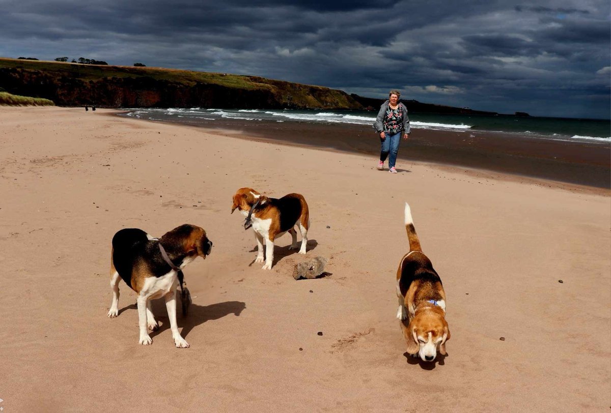 Andybeag's tweet image. Lunan Bay beach on the Angus Coast, what a gem that is.