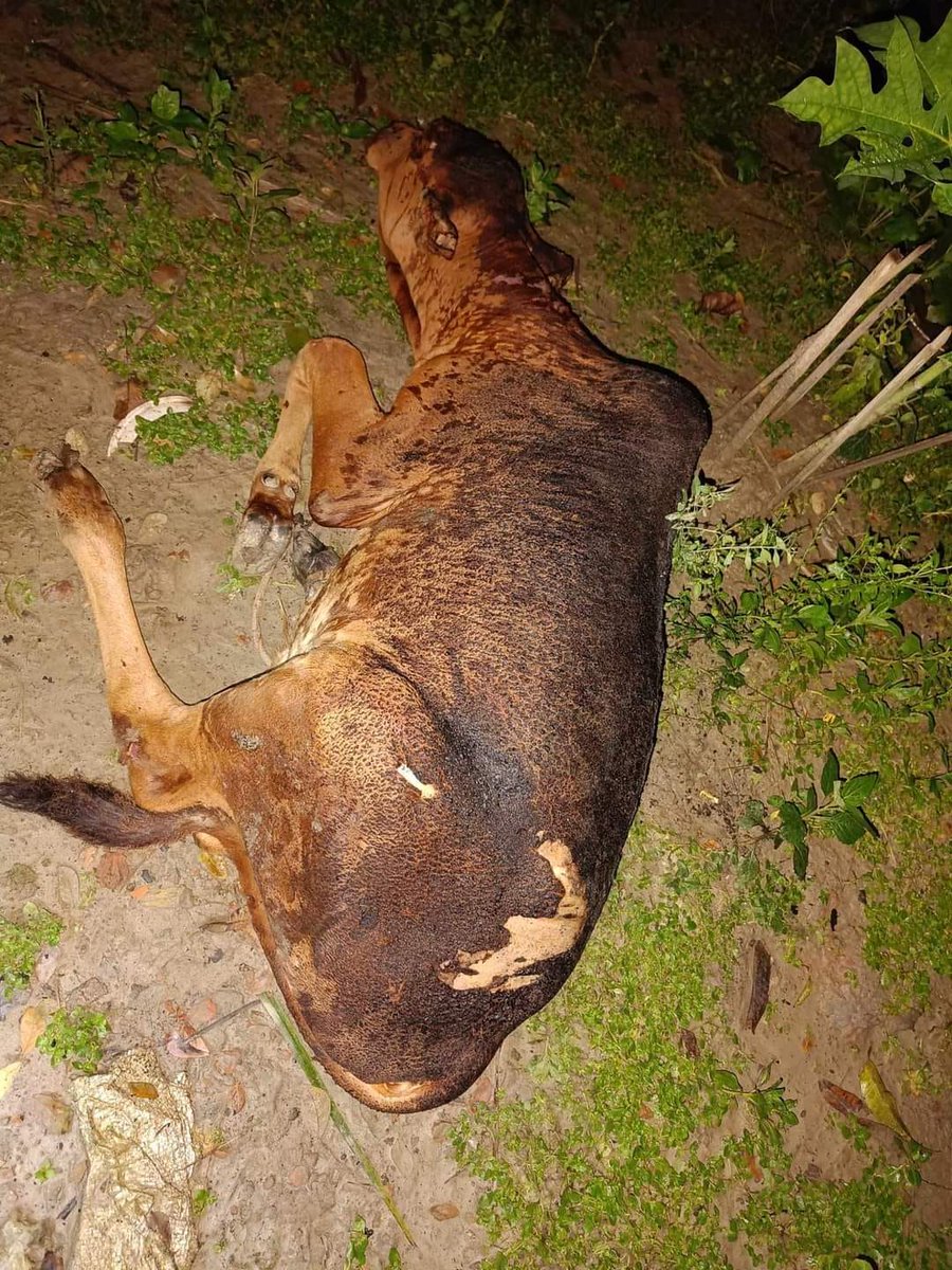 Innocent animals are not spared either😢
Miscreants set fire to the house of Amiya Singh, a resident of Quisharpar, Barigaon village in Cumilla district today at 1 am. Their cow shed was completely gutted in the fire and two cows were burnt to death.
#SaveBangladeshiHindus 
#CNN