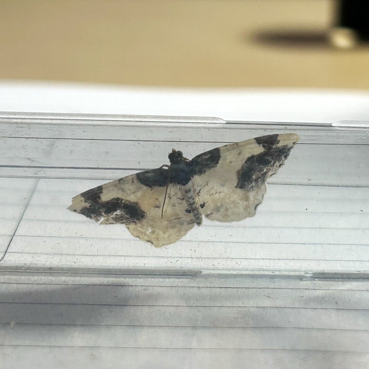 24 of 14 caught last night. 5 new for the garden. Orange Swift, Marbled Beauty, Flounced Rustic, Turnip Moth &amp; Scorched Carpet