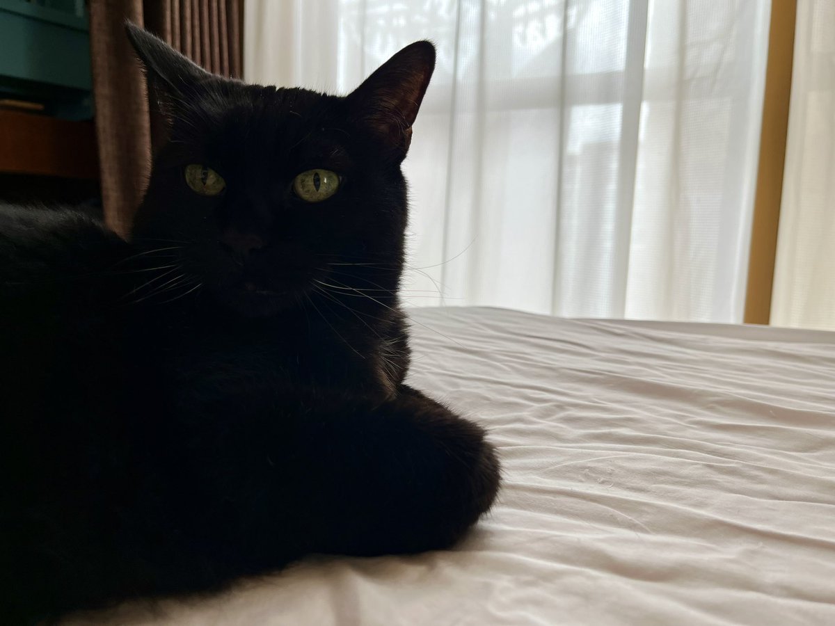黒猫様 ぽろきち改Ⅲ on X: 