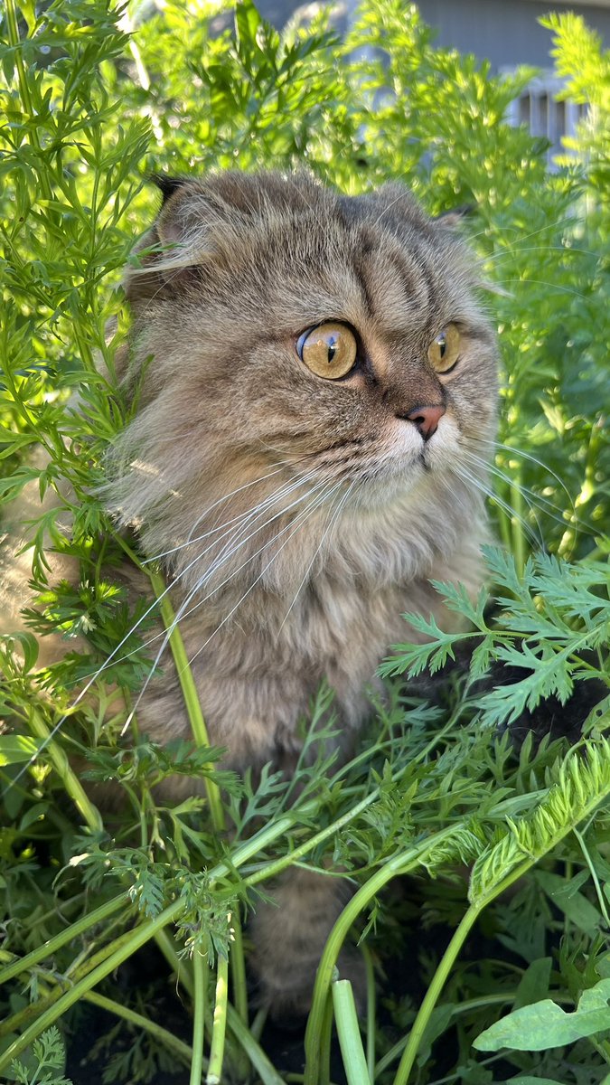 🌸GOOD MORNING🌸