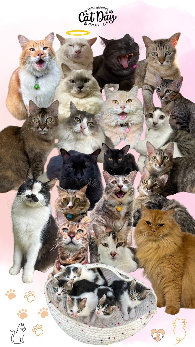 Happy International Cat Day! Let’s spread the word: Adopt, don’t shop. Save a stray and make a friend for life 🐱