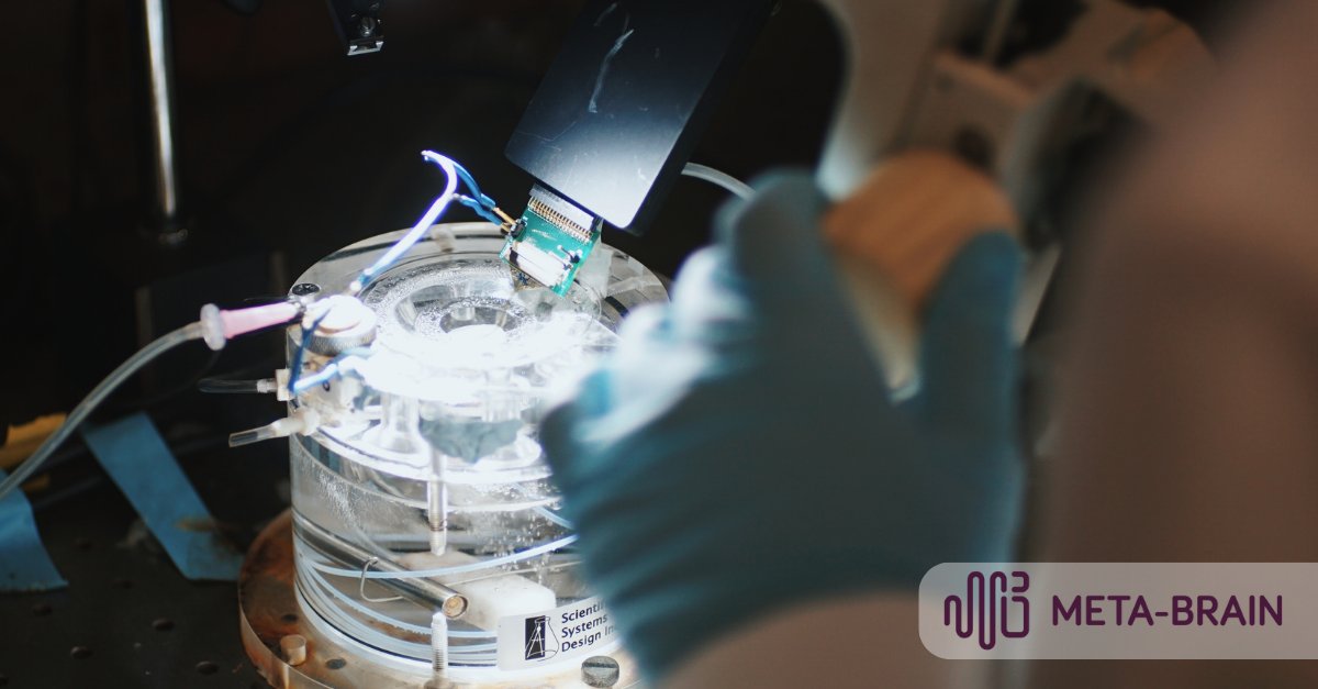 META-BRAIN tweet media