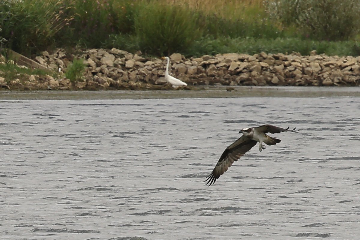 Robert_Kitchen_'s tweet photo. Great to see the Osprey family @RutlandWaterNR yesterday. 60 species seen in total over the day https://t.co/PqBBkHGF74
