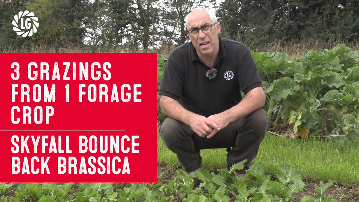 LGSeedsUK's tweet photo. What is Skyfall? 🤔

What is a Bounce Back Brassica? 🥬

Limagrain UK's Forage Technical Manager, Richard Camplin introduces Skyfall - a rapidly growing leafy forage that produces an abundance of leafy feed for grazing livestock 

Watch here 👉 https://t.co/ZsG8Xf7yZ6 https://t.co/WhtJ6KwZn5