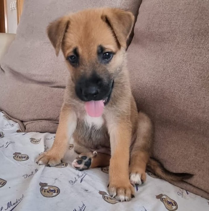 NuevaVidaAdop's tweet photo. #madrid 
PEPOTE cachorro cruce #pastor,ABANDONADO junto al resto de su camada
NECESITA #adopcion  
Apenas tiene 5 semanas de vida 
Sociable con niños,🐶y🐱
Se entrega chipado,vacunado,desparasitado y CON compromiso de castracion 
CONTACTO 📩facenuevavida@gmail.com
#cachorros #rt https://t.co/bdillgYSkr