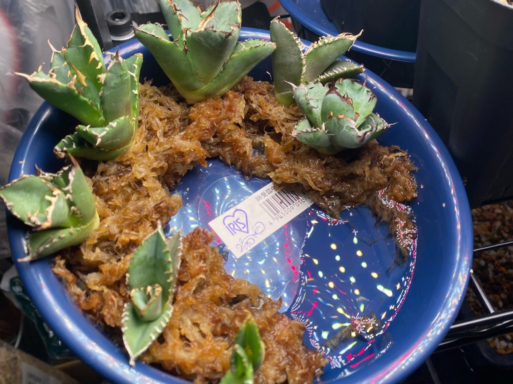 あと1株だけ発根してないネ