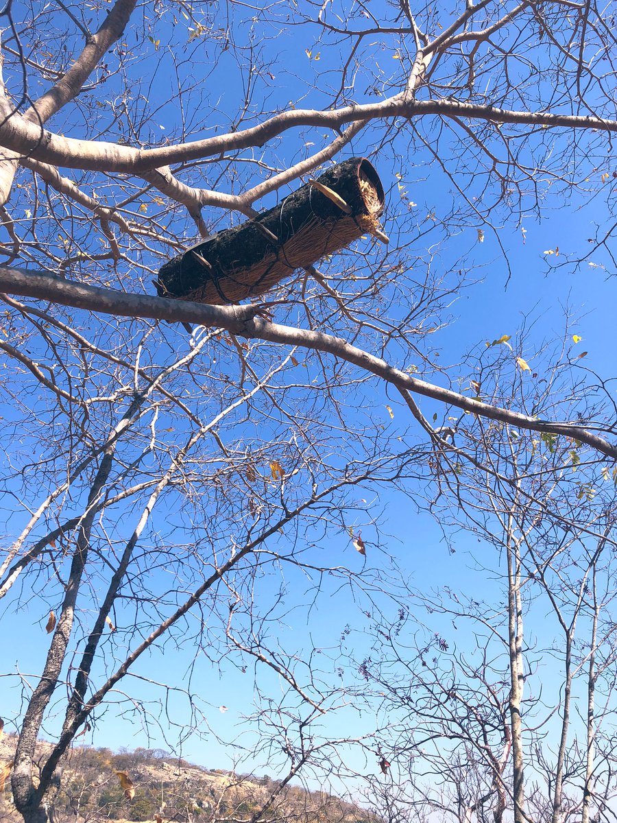 Mbeekeepers_zw's tweet photo. STAGE 5
Final Stage
Installation of hives done β
Ready for SWARMING SEASON
Our hives are now in good condition π.
#traditionalbeefarming
#traditionalhives
#keepitlocal
#proudlyzimbabwean
#uzumbamarambapfugwe
#exploringthedream
#huchikuvanhu https://t.co/ZW2JdhVvXU