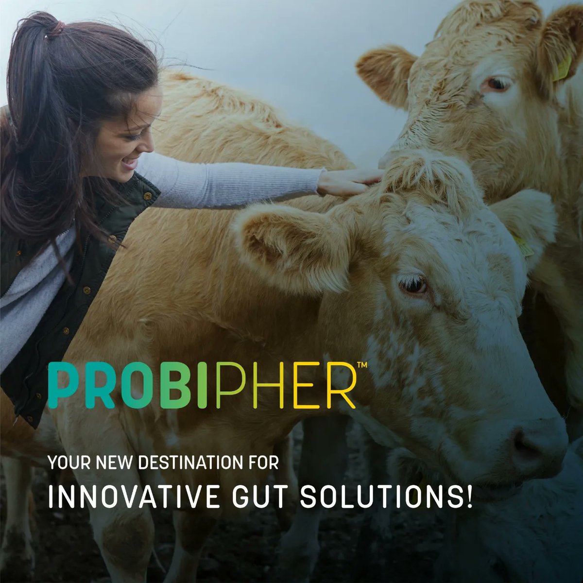 Probipher tweet picture