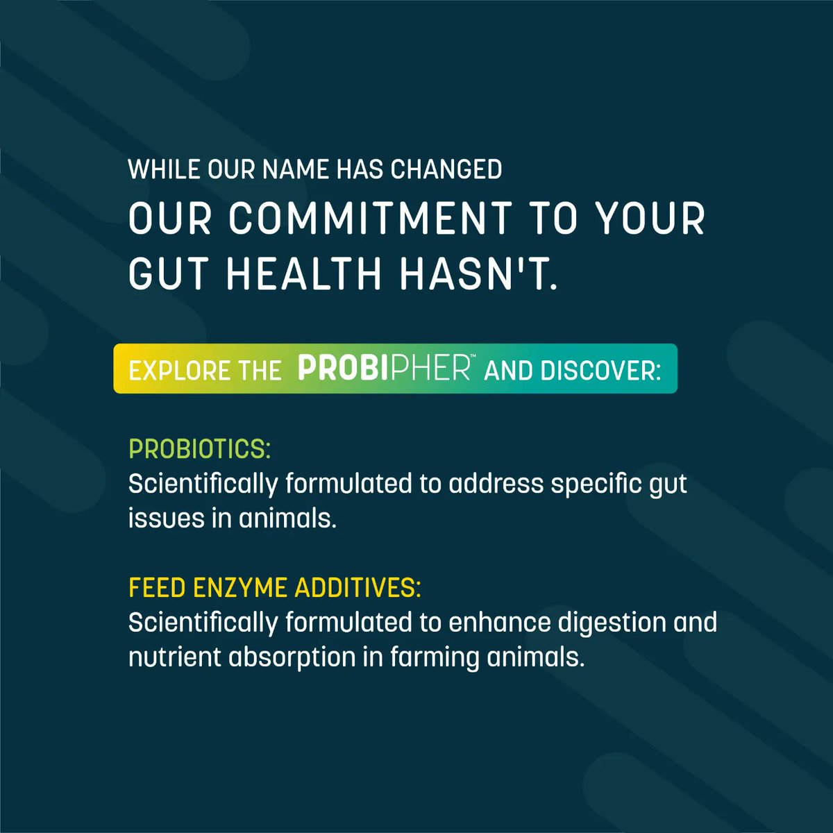 Probipher™ – your New Destination for Innovative Gut Solutions!

While our name has changed, our commitment to your gut health hasn't changed. Explore the Probipher™ difference and discover our animal probiotics and feed enzyme additives.

#Probipher #GutHealthHeroes