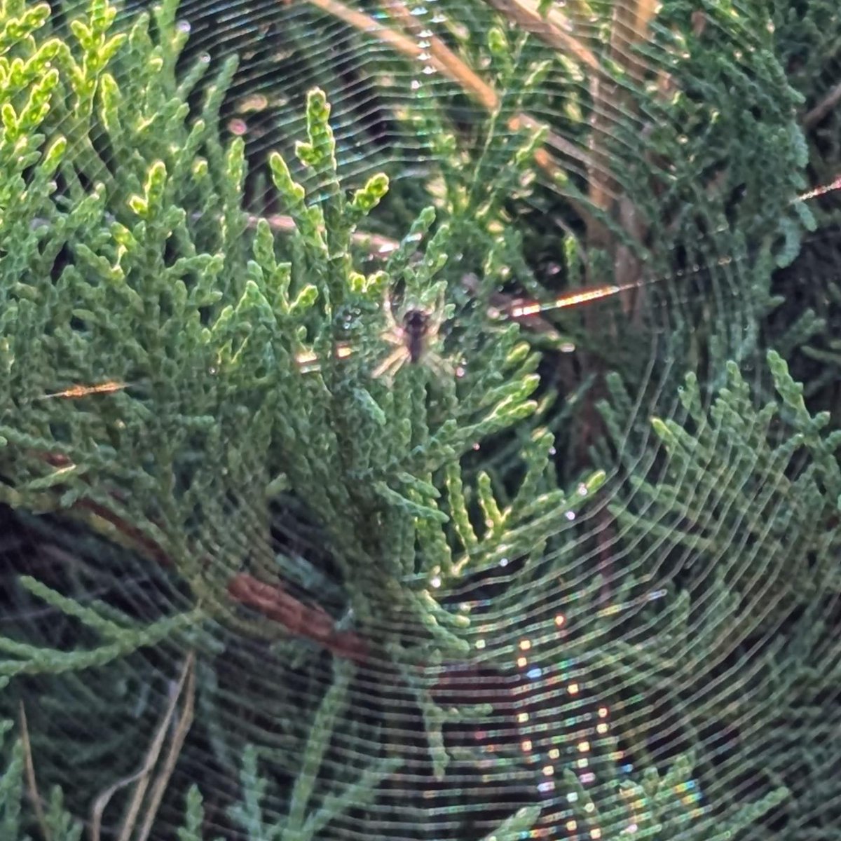 CheilaNgHo's tweet photo. #spiderweb #spider #web #weboflife https://t.co/3CHkyDESw5
