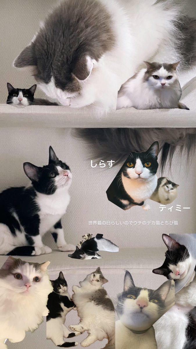 #世界猫の日