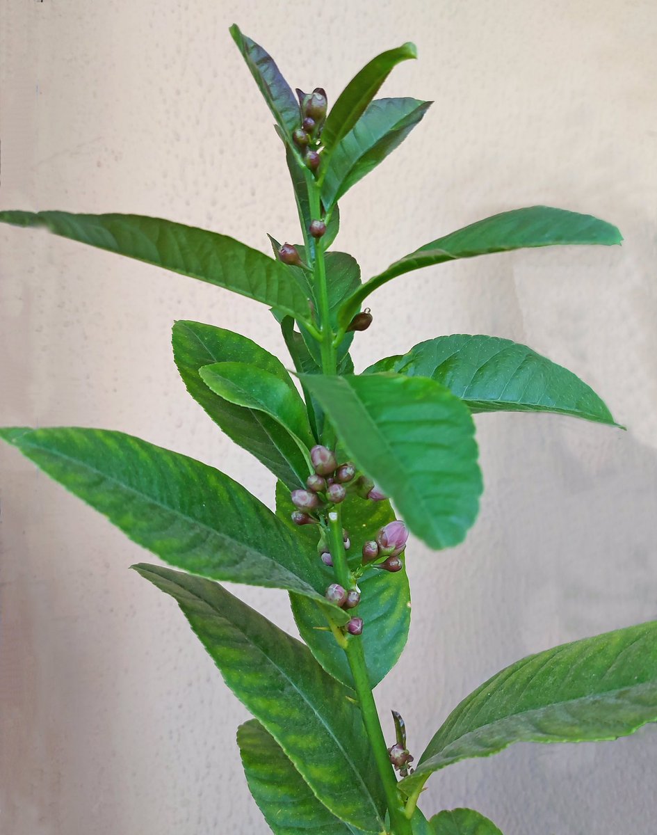 megpanos's tweet photo. Citrus Medica var. Sarcodactylis or Buddha’s Hand #greece #attica #plant #plants #tree #trees #citrusmedica #citrusmedicavarsarcodactylis #buddhashand #leaf #leaves #bud #buds https://t.co/SKkp1lLlQr