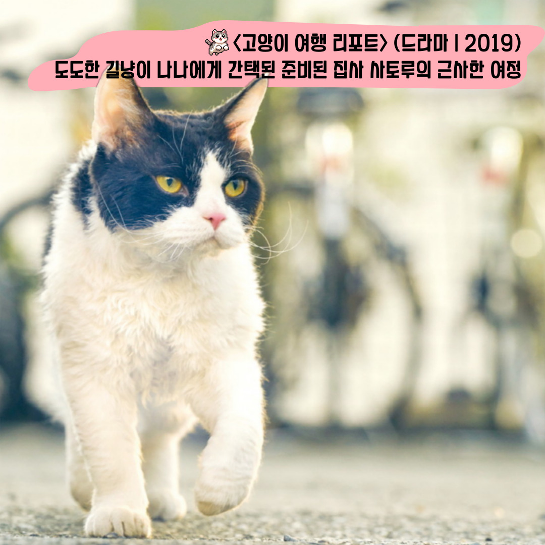 8월 8일 오늘은 세계 고양이의 날🐈 고양이의 날을 기념해 고양이가 잔뜩 나오는 고양이 영화를 소개합니다 🐱<고양이 여행 리포트> (드라마,...