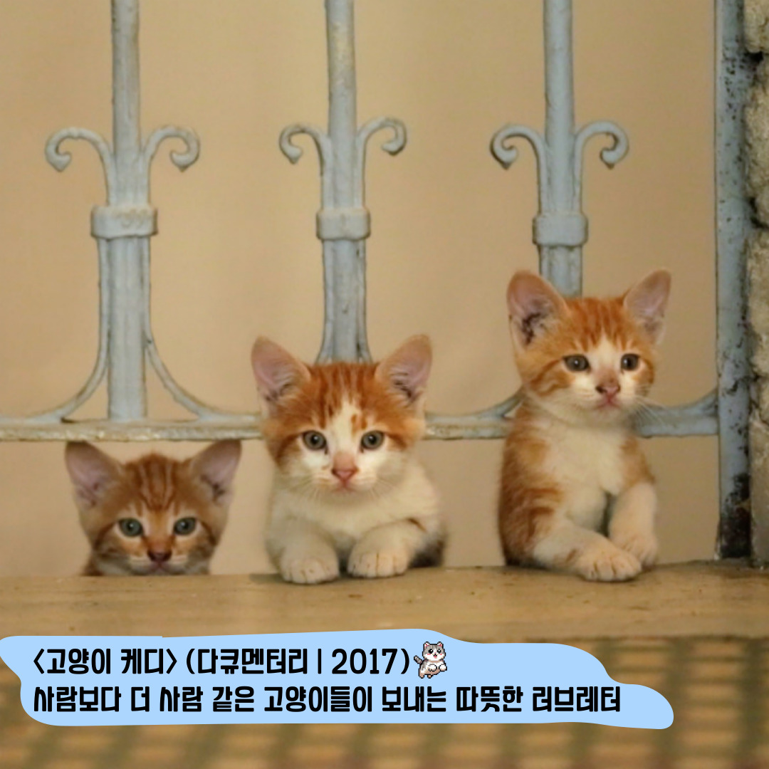 8월 8일 오늘은 세계 고양이의 날🐈 고양이의 날을 기념해 고양이가 잔뜩 나오는 고양이 영화를 소개합니다 🐱<고양이 여행 리포트> (드라마,...