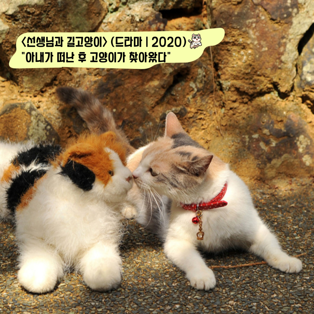 8월 8일 오늘은 세계 고양이의 날🐈 고양이의 날을 기념해 고양이가 잔뜩 나오는 고양이 영화를 소개합니다 🐱<고양이 여행 리포트> (드라마,...