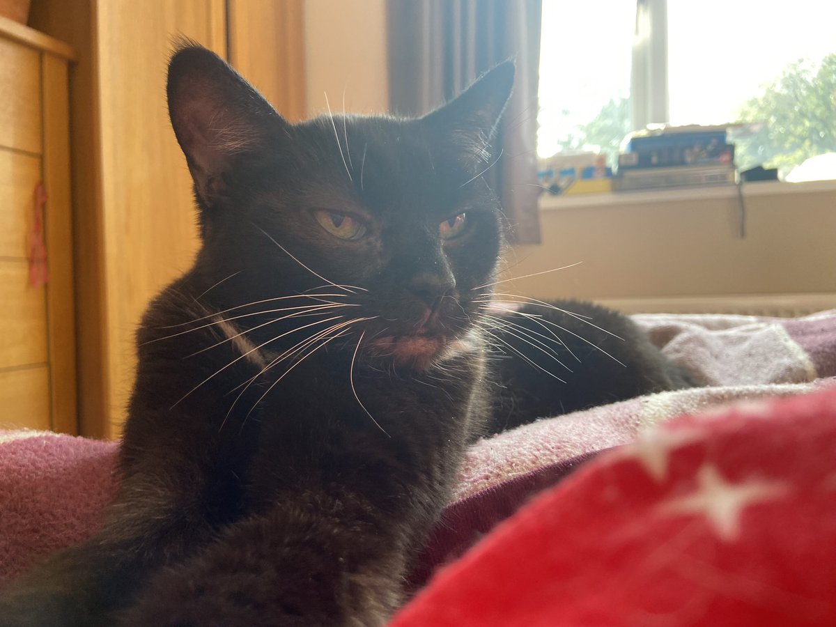 HiOnCats's tweet photo. Happy International Cat to all my lovely purry frensss 

#InternationalCatDay #Cats #cat https://t.co/nm45VRUCqZ