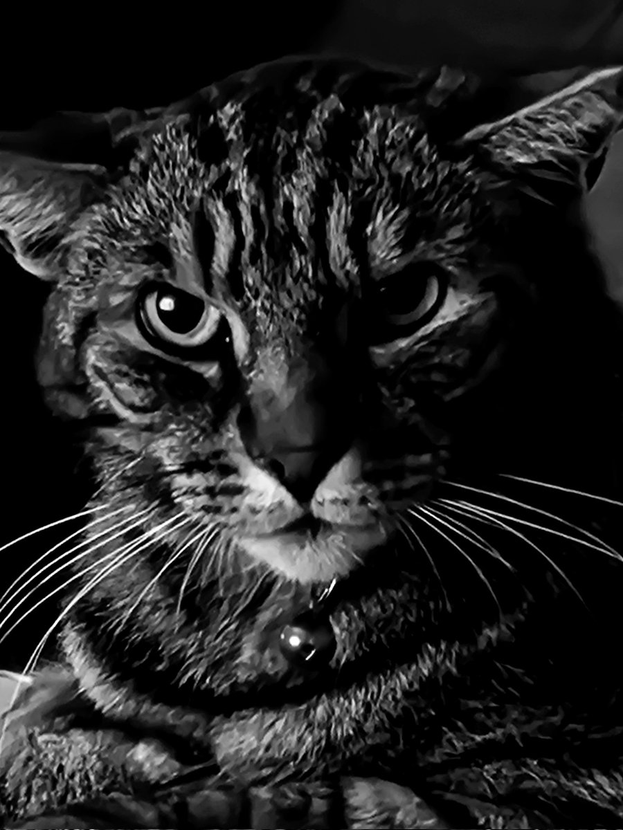 susieperry72's tweet photo. #InternationalCatDay Mr cena 🩵🩵 https://t.co/FRbJiqGwBF
