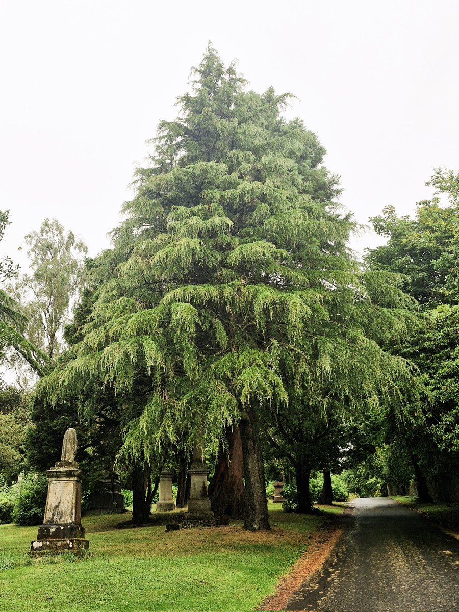 TheCemetress's tweet photo. ๐ค๐ค๐ค
Good morning everyone!!!
#Cemetrees https://t.co/wrKpG4vt4V