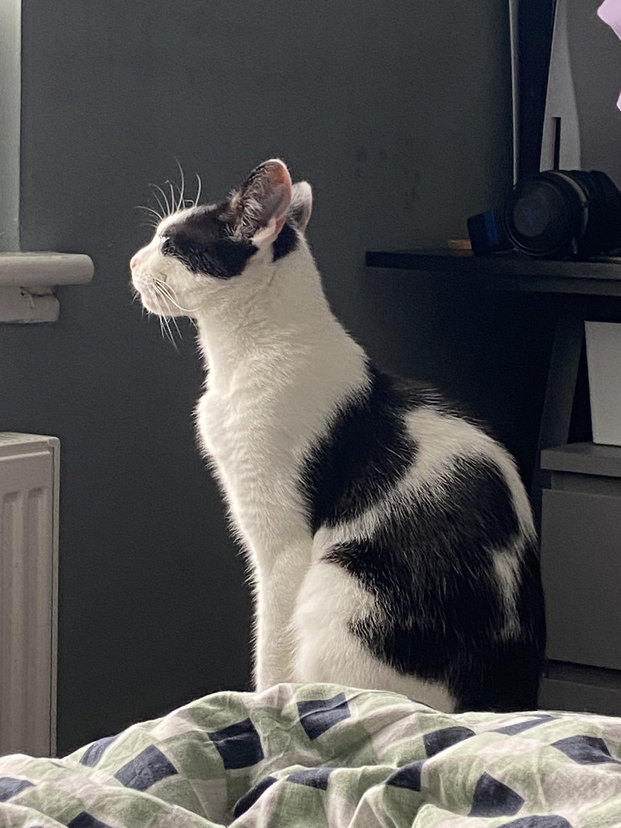 HiOnCats's tweet photo. Kitty fren says hi 

#cats #cat #internationalcatday https://t.co/DxGhjNxui7