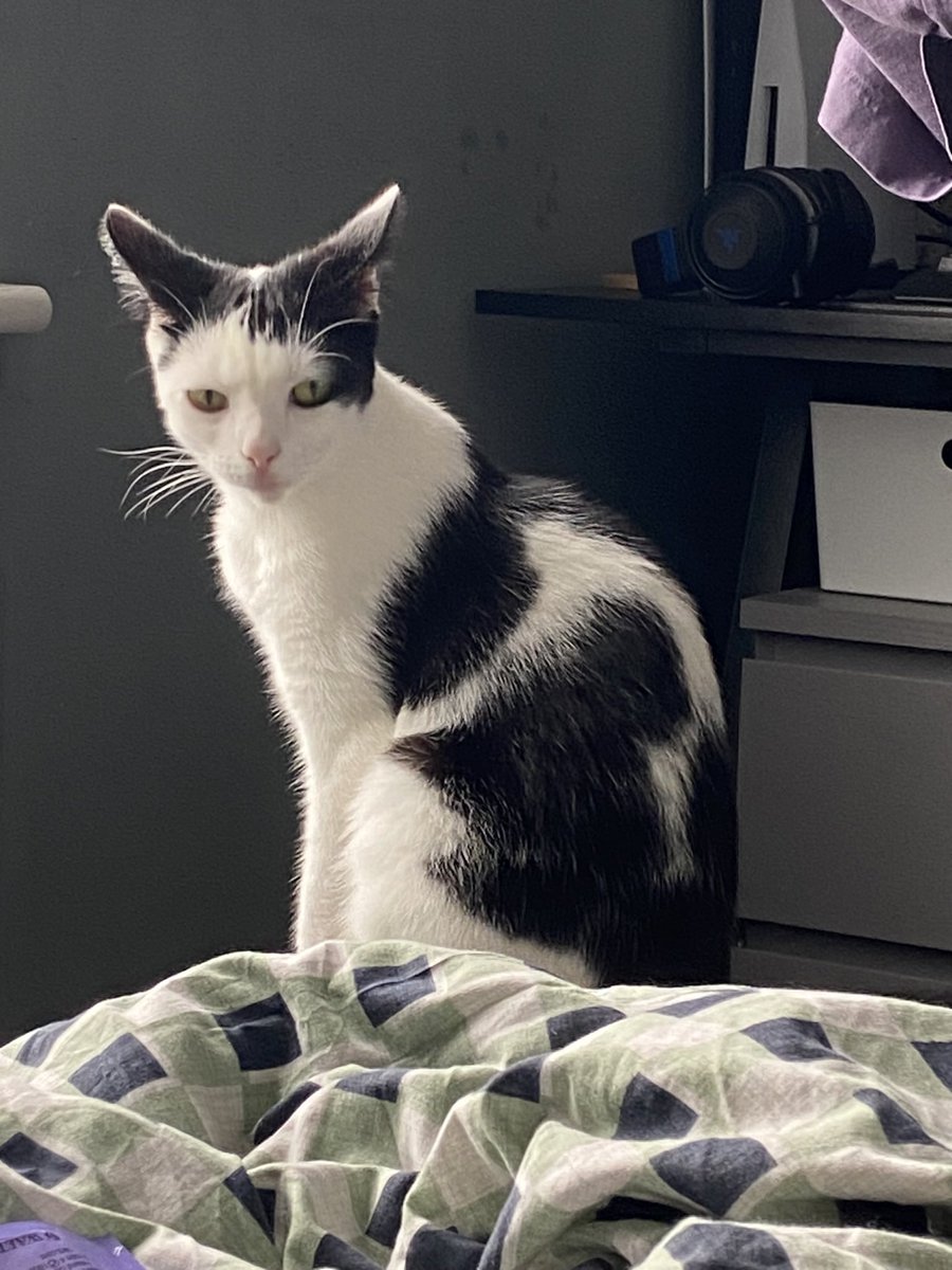 HiOnCats's tweet photo. Kitty fren says hi 

#cats #cat #internationalcatday https://t.co/DxGhjNxui7