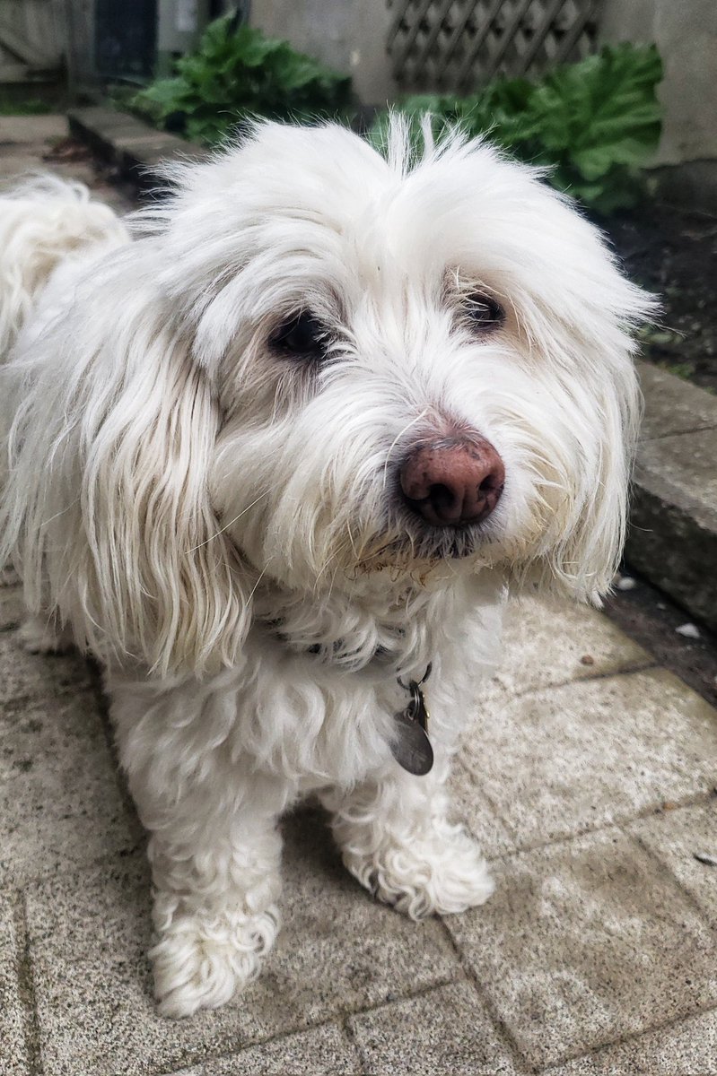 WalkinDogwalk's tweet photo. When it gets humid outside Lucy's hair goes *poof*
😁🐾❤🐶🐕🐾❤
#itsthehumidity #IloveLucy #cotondutulear #walkinthedoginwhitby #walkinthedog https://t.co/ewArQICOAi