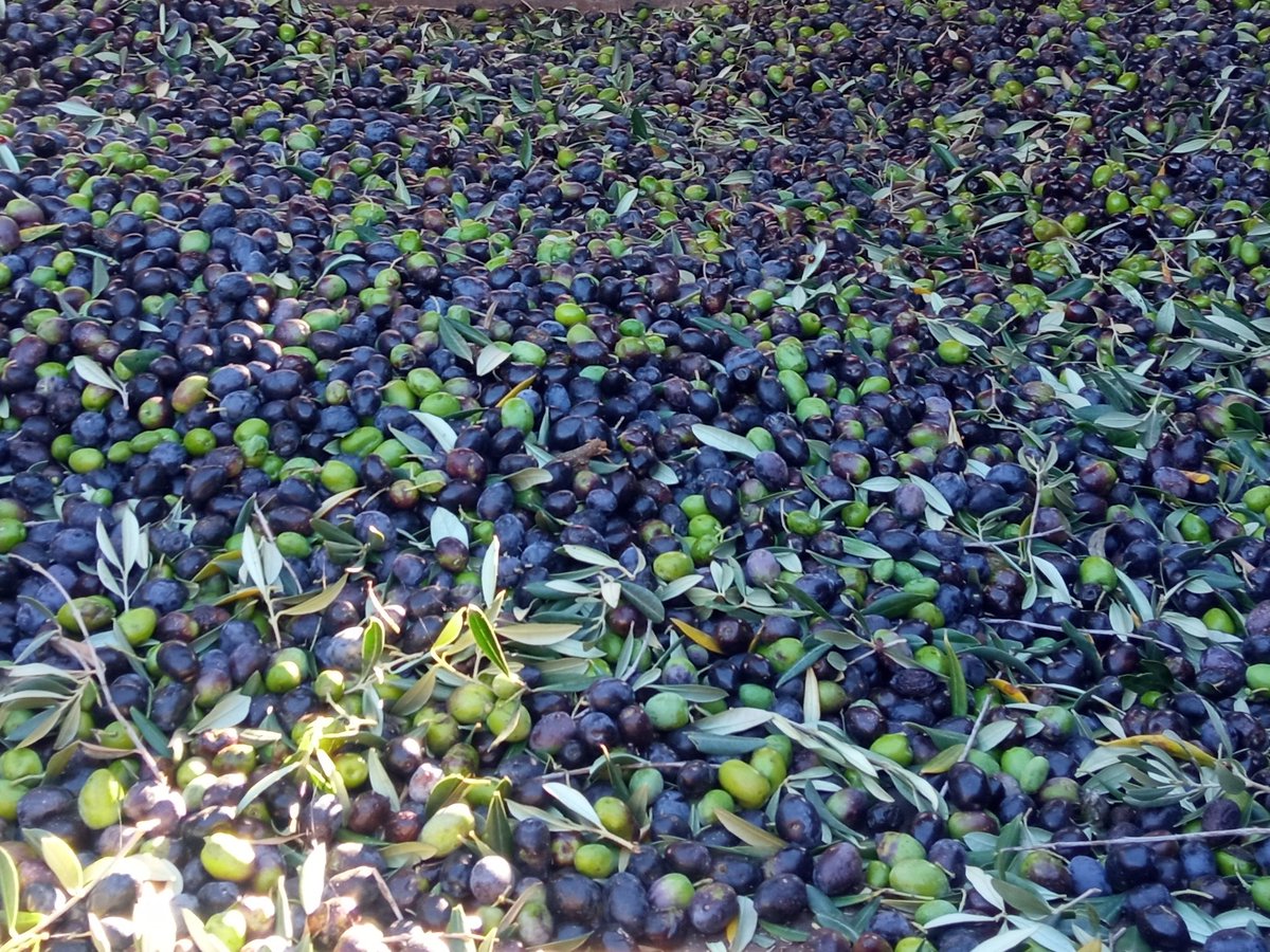 DigitalRiego's tweet image. ℹ️Las producciones de regadío deben orientarse hacia la sostenibilidad ambiental  🏞️

Un buen indicador de ello es la Huella Hídrica. 👣🫧

Tras dos campañas de ensayos, estamos evaluando este parámetro en cultivos hortícolas 🥦, cítricos🍊y olivar🫒

¡¡Resultados en breve!!   😎