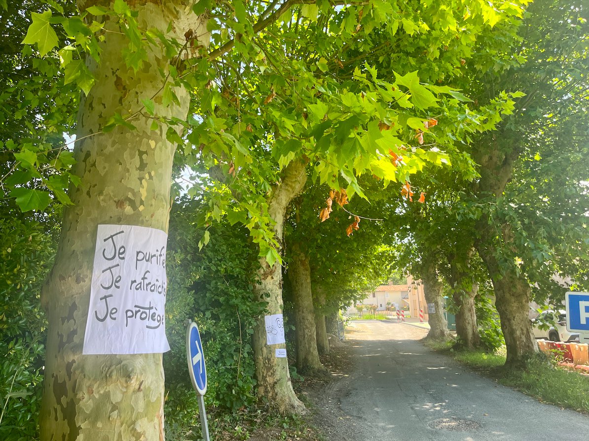 lebelinetois's tweet photo. 🟢 Belin-Béliet : « Ces arbres ne doivent pas tomber » martèle le GNSA au sujet de l’allée des platanes

➡️ https://t.co/HKjGM8xBYg https://t.co/WjR1Ql9rvv