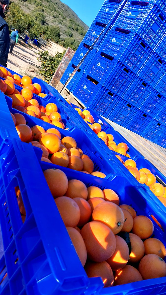 DigitalRiego's tweet image. ℹ️Las producciones de regadío deben orientarse hacia la sostenibilidad ambiental  🏞️

Un buen indicador de ello es la Huella Hídrica. 👣🫧

Tras dos campañas de ensayos, estamos evaluando este parámetro en cultivos hortícolas 🥦, cítricos🍊y olivar🫒

¡¡Resultados en breve!!   😎