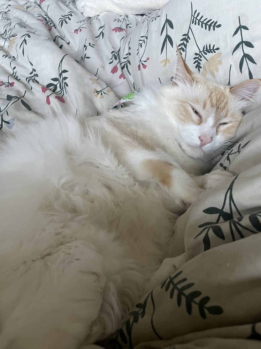 SyndiePriv's tweet photo. Came for some cuddles https://t.co/onxjrck8B1