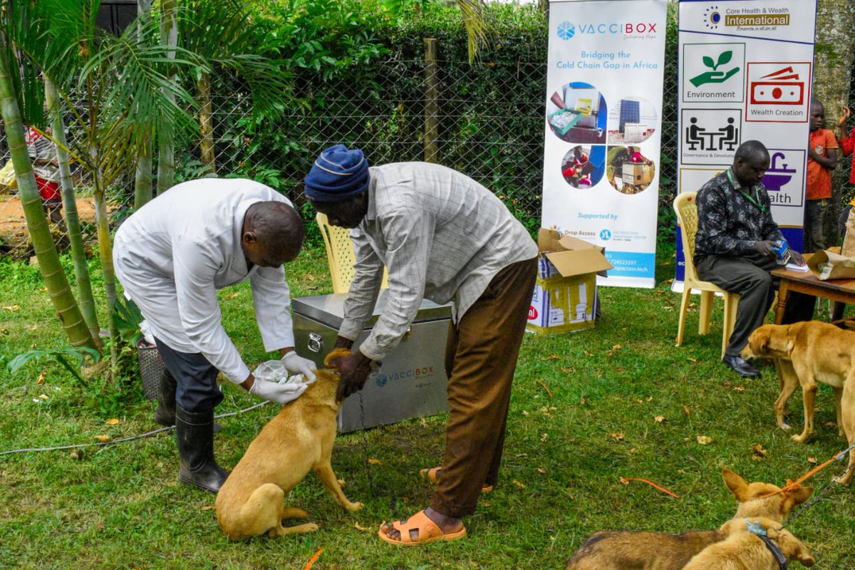 AccessDrop's tweet image. Rabies is a significant cause of animal deaths globally.  In Kenya, it remains a serious concern, with nearly 2,000 human deaths annually. 
#Vaccibox aids in combating rabies by ensuring vaccines are transported and stored, maintaining 100% efficacy, even in remote areas.