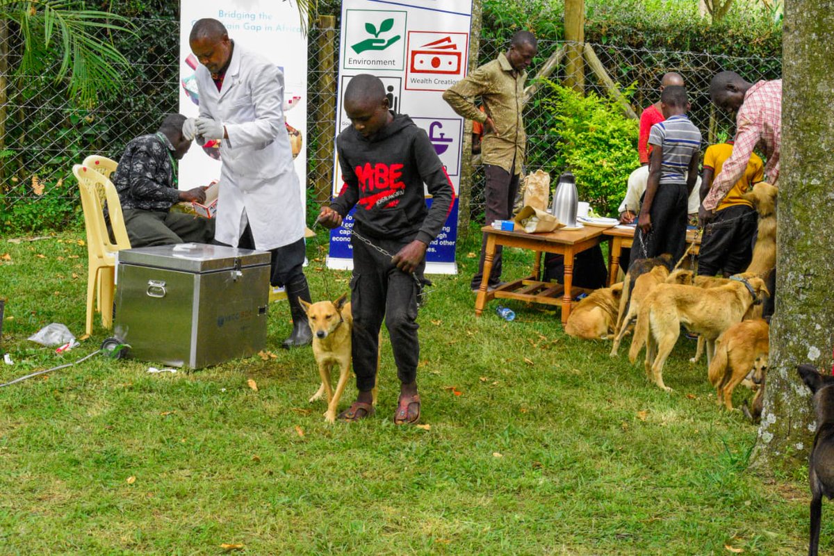 AccessDrop's tweet image. Rabies is a significant cause of animal deaths globally.  In Kenya, it remains a serious concern, with nearly 2,000 human deaths annually. 
#Vaccibox aids in combating rabies by ensuring vaccines are transported and stored, maintaining 100% efficacy, even in remote areas.