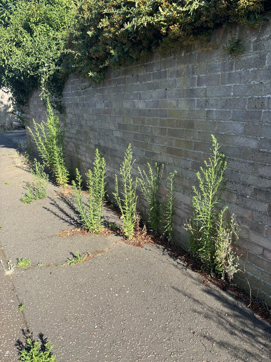 Pls pls pls can someone from <a href="/Essex_CC/">Essex County Council</a> come and eradicate the weeds in Bury Close, CO1 2YR. My elderly mother and the residents in the close have to navigate through them to leave the close. It’s a hazard and is dangerous. Pls see pics. I will email you also.